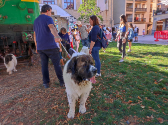 XVI Encuentro del Mastín del Pirineo