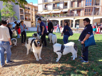 XVI Encuentro del Mastín del Pirineo
