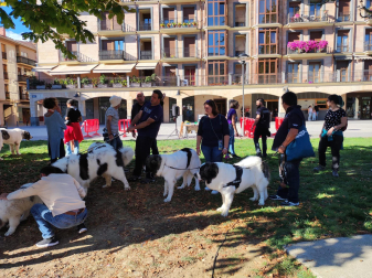 XVI Encuentro del Mastín del Pirineo