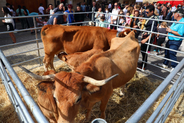 Imágenes de la Feria de Alsasua