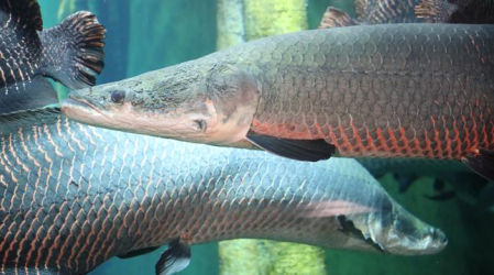 Parque de Atracciones y Acuario de Zaragoza