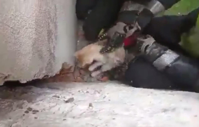 Bomberos de Tafalla rescatan a un gato después de pasar 4 días atrapado en una grieta
