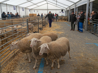 Fotos de la feria de San Andrés de Estella.