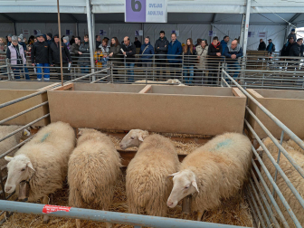 Fotos de las ferias de San Andrés de Estella.
