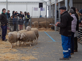 Fotos de las ferias de San Andrés de Estella.