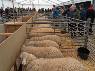 Fotos de las ferias de San Andrés de Estella.