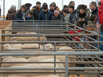 Fotos de las ferias de San Andrés de Estella.