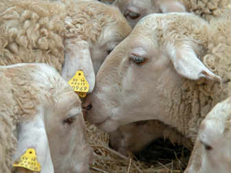Fotos de las ferias de San Andrés de Estella.