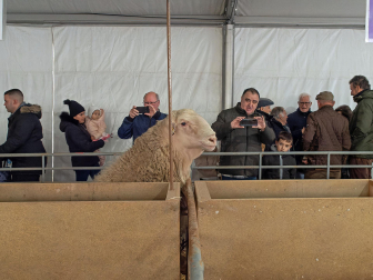 Fotos de las ferias de San Andrés de Estella.