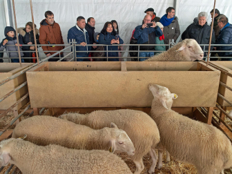 Fotos de las ferias de San Andrés de Estella.
