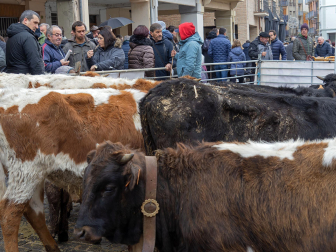 Fotos de las ferias de San Andrés de Estella.
