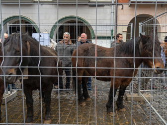 Fotos del domingo de ferias de San Andrés en Estella.
