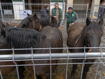 Fotos del domingo de ferias de San Andrés en Estella.