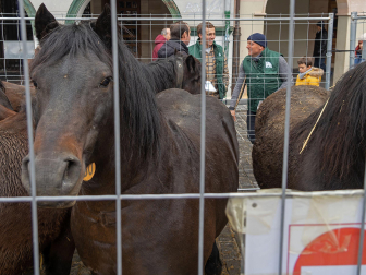 Fotos del domingo de ferias de San Andrés en Estella.