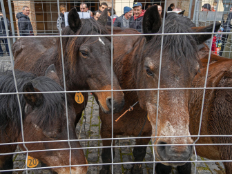Fotos del domingo de ferias de San Andrés en Estella.