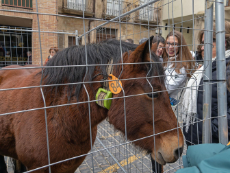 Fotos del domingo de ferias de San Andrés en Estella.