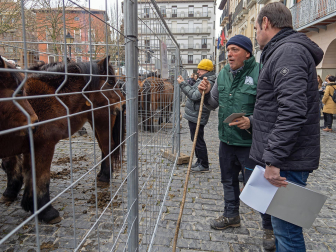 Fotos del domingo de ferias de San Andrés en Estella.