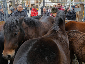Fotos del domingo de ferias de San Andrés en Estella.