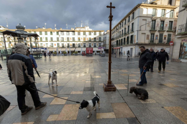 Tradicional celebración de San Antón con recogida de certificados por parte de las mascotas de Tudela.