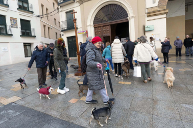 Tradicional celebración de San Antón con recogida de certificados por parte de las mascotas de Tudela.
