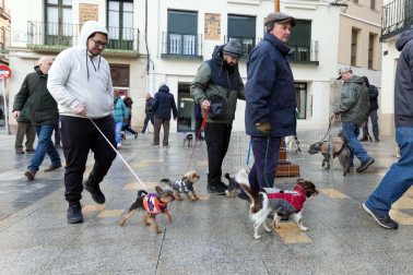 Tradicional celebración de San Antón con recogida de certificados por parte de las mascotas de Tudela.