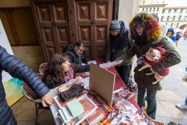 Tradicional celebración de San Antón con recogida de certificados por parte de las mascotas de Tudela.