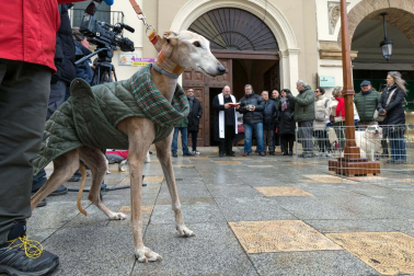 Tradicional celebración de San Antón con recogida de certificados por parte de las mascotas de Tudela.