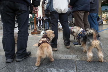 Tradicional celebración de San Antón con recogida de certificados por parte de las mascotas de Tudela.