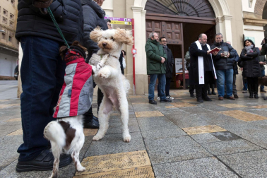 Tradicional celebración de San Antón con recogida de certificados por parte de las mascotas de Tudela.