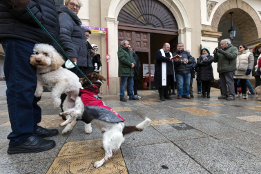 Tradicional celebración de San Antón con recogida de certificados por parte de las mascotas de Tudela.