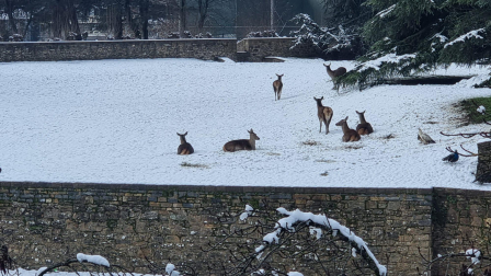 Nevada en Pamplona.