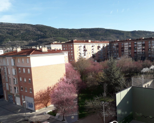 Los ciruelos en la Rocha.