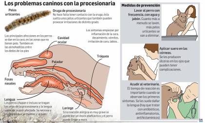 Cómo afecta la procesionaria del pino a los perros