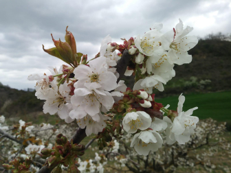 Cerezos en Bidaurreta.