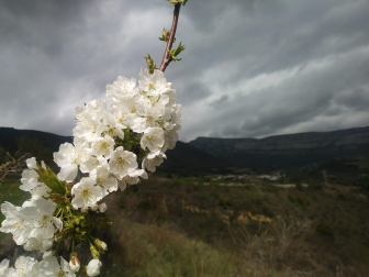 Cerezos en Bidaurreta.