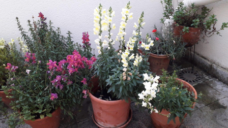 Colores de primavera. /