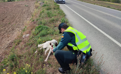 La Guardia Civil rescató al animal este domingo tras recibir el aviso de un ciudadano