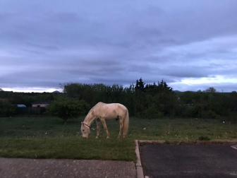 Caballo pastando