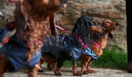 Ante la lluvia, algunos decidieron abrigar a su teckel