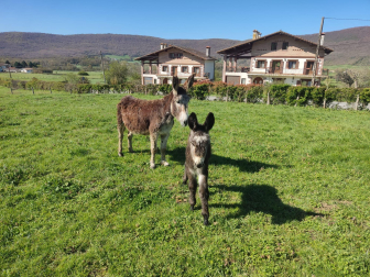 Nueva generación en Ultzama …..!!