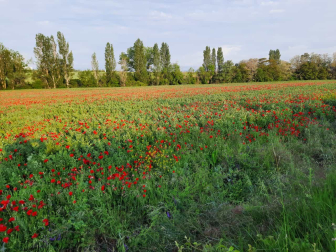 Amapolas en la Cuenca.