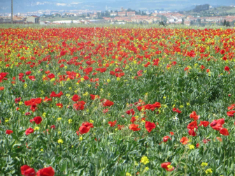 Ababoles en Campanas