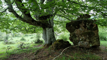 El "Bosque encantado" de las Amescoas.