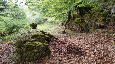 El "Bosque encantado" de las Amescoas.