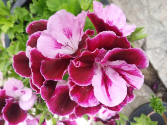 Las flores de Mila.
