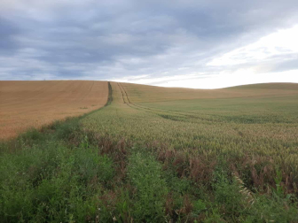 Cebada y trigo.