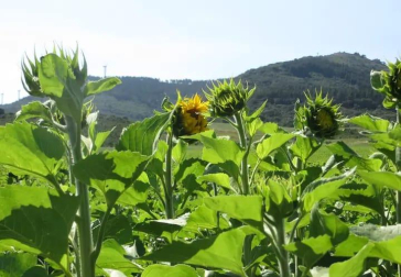 Campos de girasoles. /