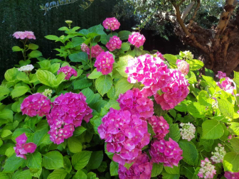 Hortensias en Mutilva. / Fernando Olleta