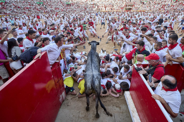 Vaquillas tras el tercer encierro.