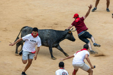 Vaquillas tras el tercer encierro.